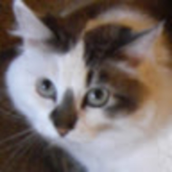 Meet your Posher, Evangeline - Picture 1 of 1